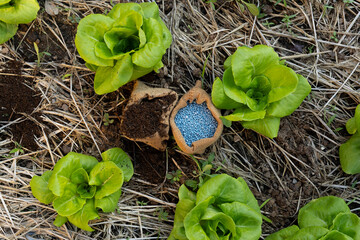 Top view of organic and synthetic fertilizer comparison on vegetable garden bed