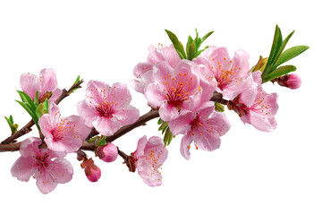 Set of elegant pink plum blossom cherry branches and floral clipart isolated on white background