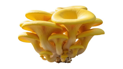 Golden oyster mushrooms isolated PNG on transparent background, edible fungi with vibrant yellow color for culinary and healthy eating concepts © LUXSTORY