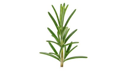Fresh rosemary sprig isolated PNG, aromatic herb with needle-like leaves for cooking, seasoning, and culinary use on transparent background