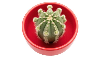 Green barrel cactus in red pot isolated PNG, spiky succulent plant on transparent background for desert flora and home decor