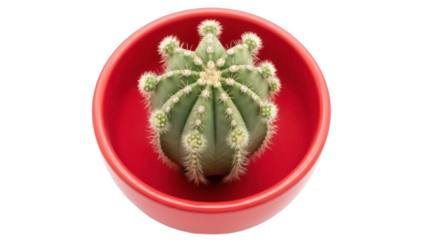 Green barrel cactus in red pot isolated PNG, spiky succulent plant on transparent background for desert flora and home decor