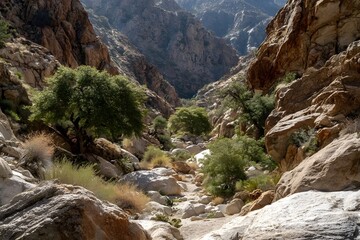 Several green trees grow among rocks in a narrow mountain canyon.