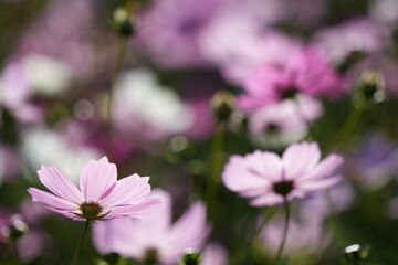 柔らかな陽射しに包まれるコスモス