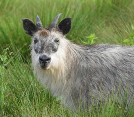 ニホンカモシカ