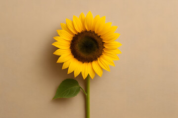 Single bright yellow sunflower with dark brown center and green stem on plain beige full hd 4k stock image download background