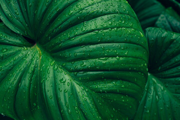 abstract tropical leaf textures on dark tone, natural green background.