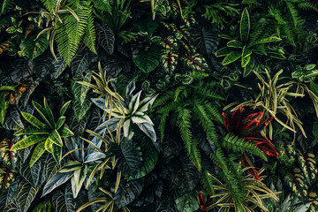 Full Frame of Green Leaves Pattern Background, Nature Lush Foliage Leaf Texture, tropical leaf