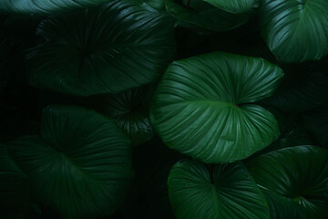 abstract tropical leaf textures on dark tone, natural green background.