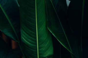 abstract tropical leaf textures on dark tone, natural green background.