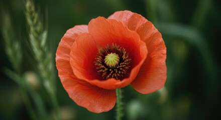 Fototapeta premium Vibrant Poppy Flower: Close-Up of Delicate Petals and Green Center