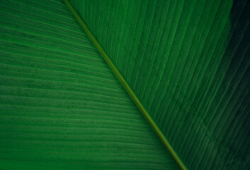 abstract tropical leaf textures on dark tone, natural green background.