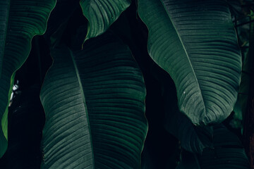 abstract tropical leaf textures on dark tone, natural green background.