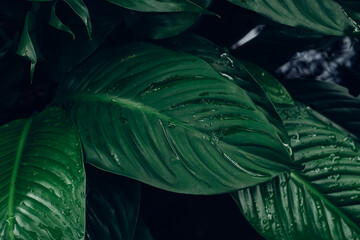 abstract tropical leaf textures on dark tone, natural green background.