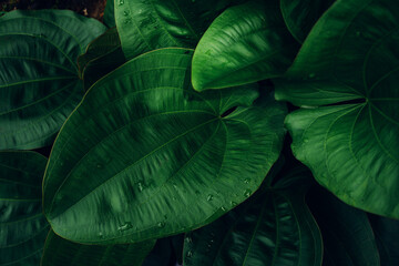 abstract tropical leaf textures on dark tone, natural green background.