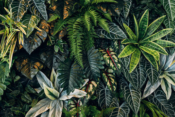 Full Frame of Green Leaves Pattern Background, Nature Lush Foliage Leaf Texture, tropical leaf