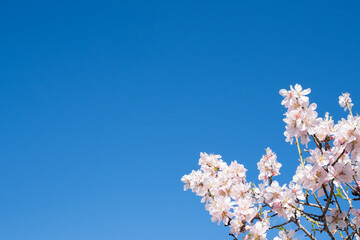 A cluster of blooming almond flowers glowing in white against the serene blue sky-perfect representation of the spring season's charm.
