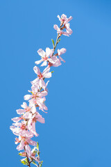 Blooming almond tree bunch with white flowers in full bloom against blue sky. Spring time connept