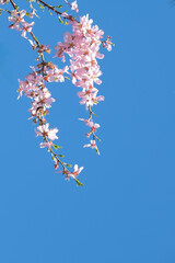 Delicate almond tree flowers bursting open beneath a vibrant blue sky-symbolizing the beauty and awakening of springtime.