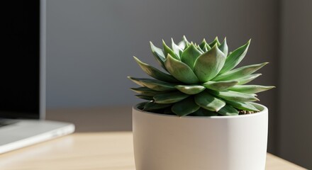 Vibrant Succulent in White Pot, Natural Light, Minimalist Office Decor.