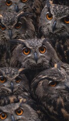 Obraz premium A captivating owl gathering their intense gaze reflects wisdom and quiet strength in a detailed portrait