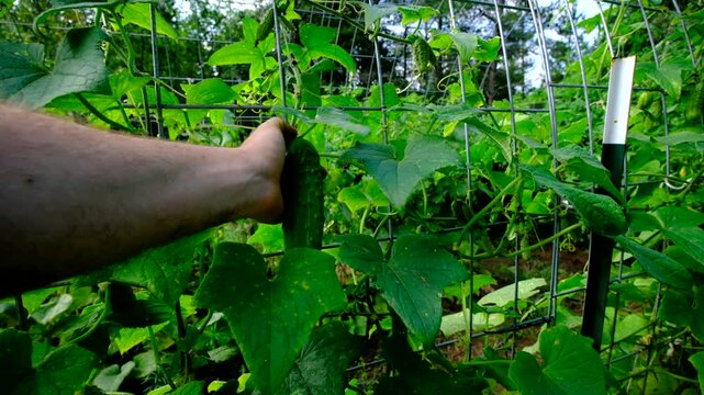 Harvesting one of last large gherkin cucumber from own grown plants at the end of gardening season
