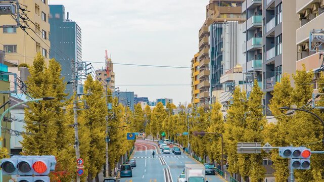 A timelapse of traffic jam at the yellow gingko street in Tokyo panning