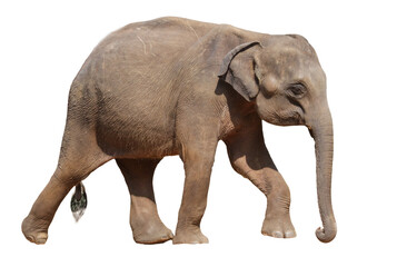 A large elephant walking on a white background