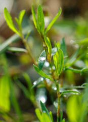 A leaf with water droplets on it