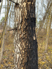A tree trunk with a black spot on it