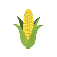 Obraz premium Colorful Corn Cob Vector Illustration