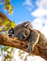 Obraz premium Sleepy koala resting in eucalyptus tree