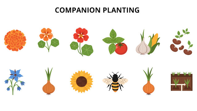 Companion planting diagram showing various plants an insect and planting layout