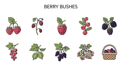 Illustration of ten types of berries and a berry basket © Faisal