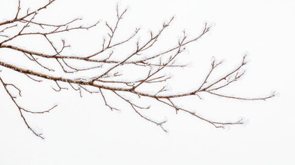 Leafless birch branch with subtle snow dusting placed along the length on transparent background