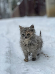 Kitten's First Snow. sad cat