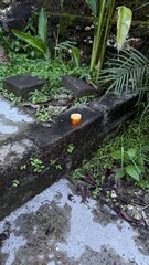 Small Amber Plastic Bottle on Mossy Concrete Ledge Outdoors