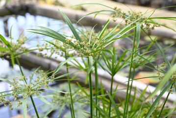 Cyperus alternifolius ( Umbrella papyrus ). Cyperaceae perennial native to Madagascar. Numerous bracts from the tip of the stem and bear spikelets.