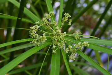 Cyperus alternifolius ( Umbrella papyrus ). Cyperaceae perennial native to Madagascar. Numerous bracts from the tip of the stem and bear spikelets.