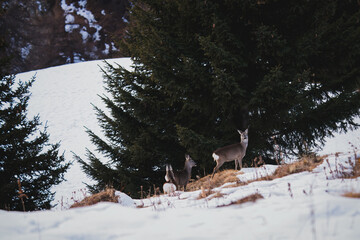a roedeer female with his fawns in the mountain forest at a winter day, in the hohe tauern national park in austria © DoreenB. Photography
