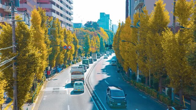 A timelapse of traffic jam at the yellow gingko street in Tokyo