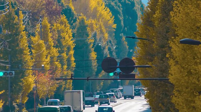 A timelapse of traffic jam at the yellow gingko street in Tokyo telephoto shot zoom