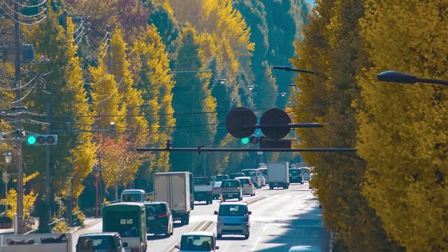 A timelapse of traffic jam at the yellow gingko street in Tokyo telephoto shot tilt