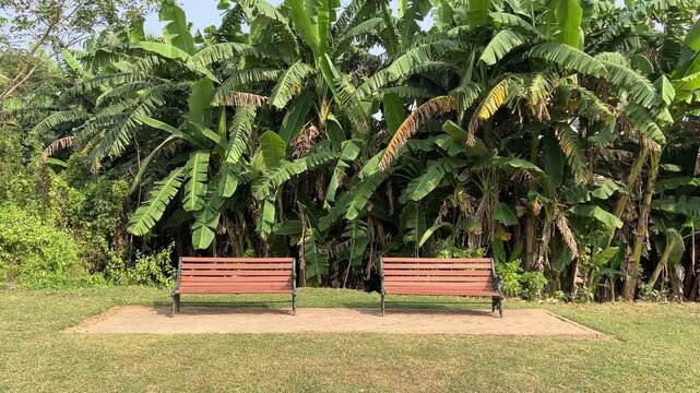Two benches kept in a park with banana trees in the background in India