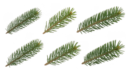 Six pine tree branches isolated on white background