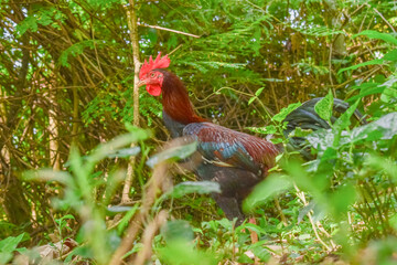 rooster in the grass