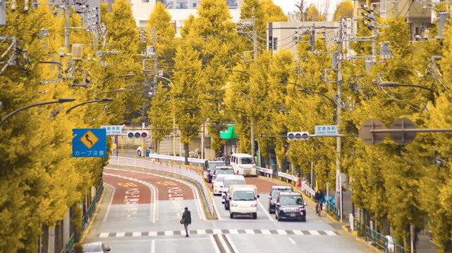 A timelapse of traffic jam at the yellow gingko street in Tokyo telephoto shot tilt