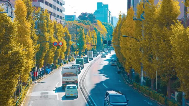 A timelapse of traffic jam at the yellow gingko street in Tokyo zoom