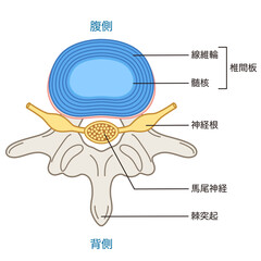 椎間板の構造　腰椎椎間板ヘルニア