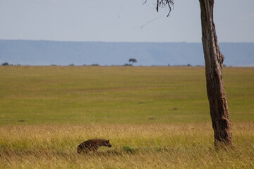 Guepardo caminando por la sabana de Masái Mara en blanco y negro, Kenia, África.